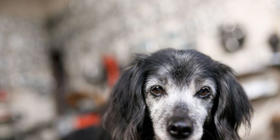 Envelhecimento em cães: quais os principais sinais e os cuidados essenciais com os pets idosos