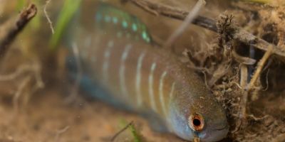 CEEE Equatorial investe R$1 milhão em projetos ambientais que preservam a biodiversidade do RS