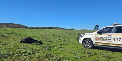 Idoso de 80 anos que morreu após ataque de touro em Soledade é identificado