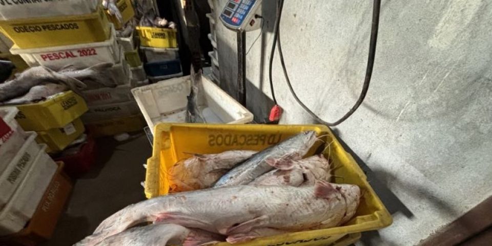 Operação de fiscalização apreende cerca de três toneladas de pescado ilegal em Guaíba