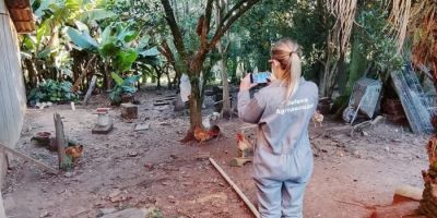 Quarentena da gripe aviária chega ao fim no Rio Grande do Sul
