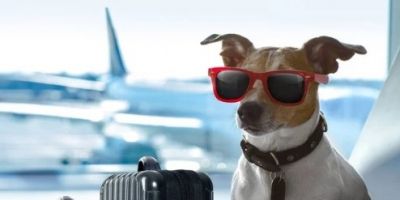 Vai viajar de avião com o seu pet? Saiba quais são as regras