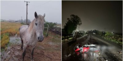 Acidente entre motocicleta e cavalo deixa homem ferido na ERS-350