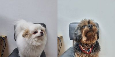Operação prende seis pessoas por roubo majorado e recupera dois cães de estimação em Porto Alegre