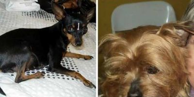 Donos procuram por cães de raça desaparecidos em Camaquã