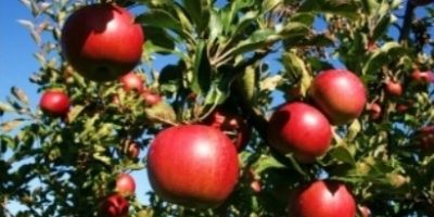 Aberta oficialmente a colheita da maçã, em Vacaria, com previsão de 480 mil toneladas