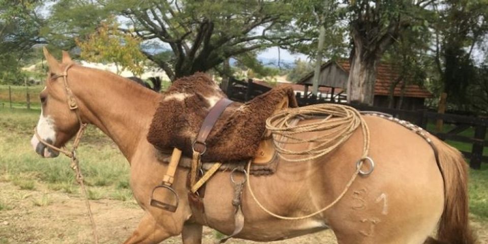 Decrab de Camaquã recupera égua crioula em Butiá
