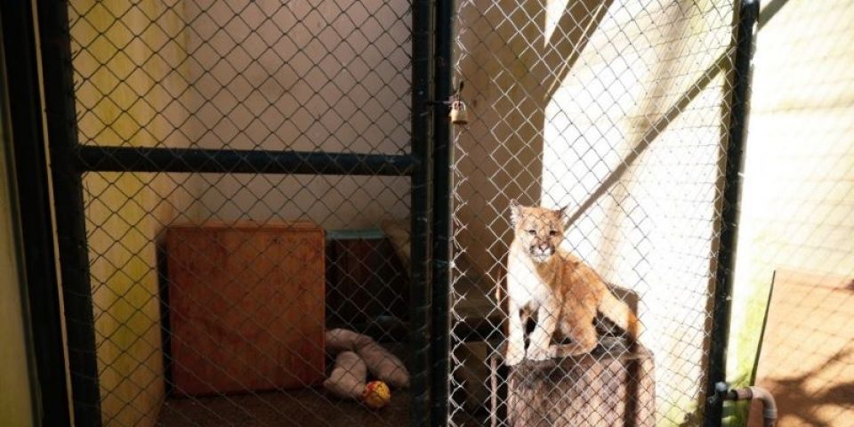 Filhote de puma resgatado em Jaquirana é o novo morador do Parque Zoológico de Sapucaia do Sul