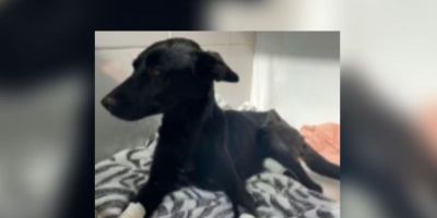 Idoso que cortou patas de cadela no RS é denunciado por maus-tratos