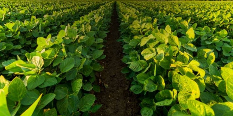 XIV Fecic terá cursos voltados aos agricultores em Camaquã