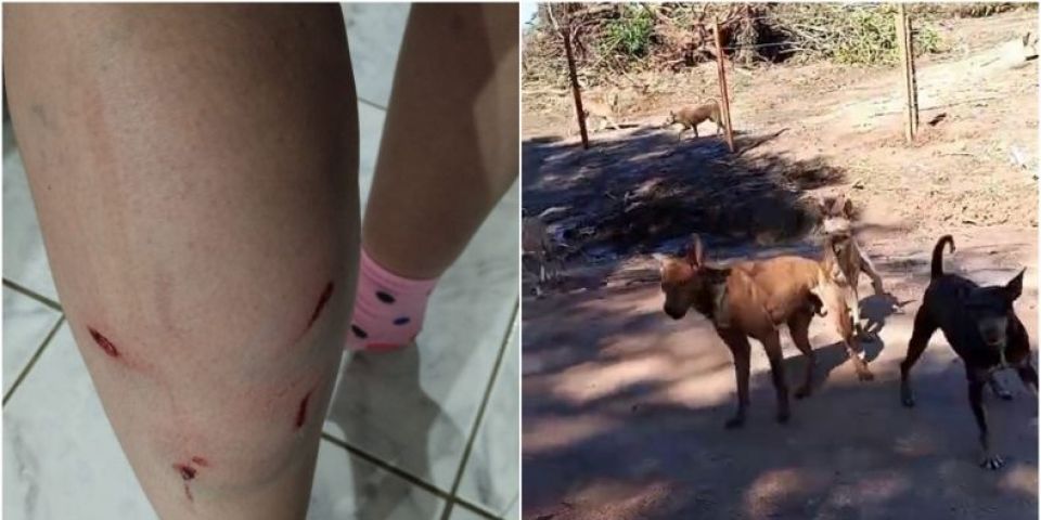 VÍDEO: moradora denuncia ataques de cães soltos no interior de Sentinela do Sul