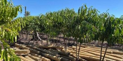 Fundo JBS pela Amazônia lança projeto que pode aumentar em 60% a renda de comunidades rurais