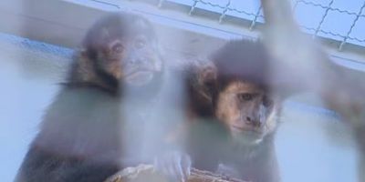 MPRS exige suspensão de programa estadual que permite guarda de animais silvestres por pessoas físicas