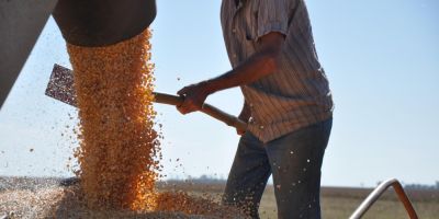 Safra de grãos 2024/25: Conab estima produção de 345,2 milhões de toneladas no país e de 33,3 milhões de toneladas no RS