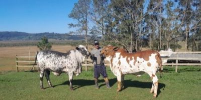 Governo do RS informa que Expointer 2025 terá participação de 6.696 animais