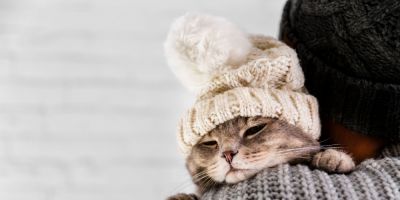 Inverno sem pragas: como proteger seu pet das ameaças mais comuns