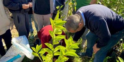 Escola Chequer Buchaim, de Camaquã, recebe doação de mudas de árvores frutíferas