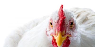Chile e Arábia Saudita retiram restrição à carne de frango do Brasil