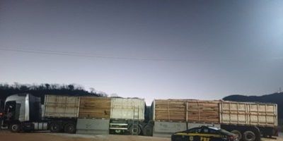 PRF registra maior apreensão de madeira ilegal em rodovias federais do Brasil