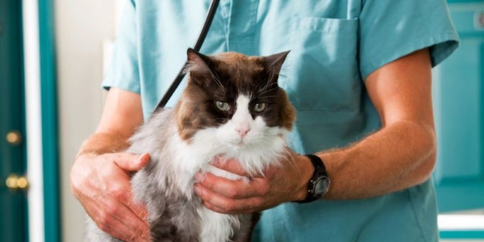 Câmara aprova projeto que tipifica exercício ilegal da veterinária