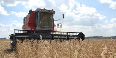 Conab confirma safra recorde no Brasil e redução da produção no RS