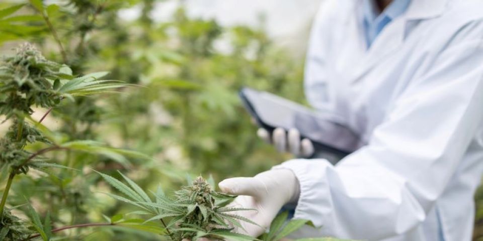 Cannabis medicinal pode ser aliada na recuperação muscular e no desempenho esportivo