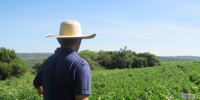 Colheita do feijão e do milho no RS tem boas perspectivas para os agricultores