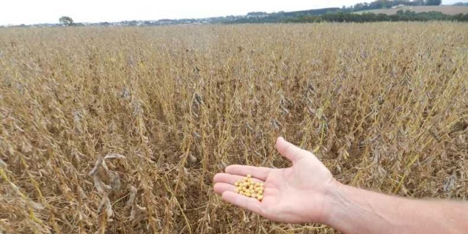 Safra de grãos 2025/2026: Conab projeta novo recorde no Brasil e recuperação da soja no RS