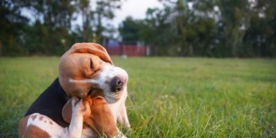 Coceira na orelha em cães: quando levar ao veterinário