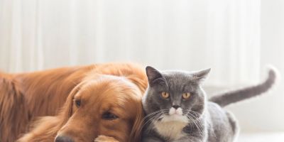 Camaquã pode ter Fundo de Proteção e Bem-Estar de Animais Domésticos