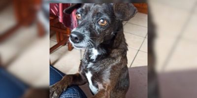 Família procura por cachorrinha desaparecida em Camaquã