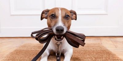 Tapes vai realizar a Cãominhada 2025 na próxima semana