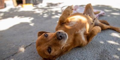 Projeto de Lei propõe que animais domésticos sejam sepultados em jazigos familiares em Camaquã