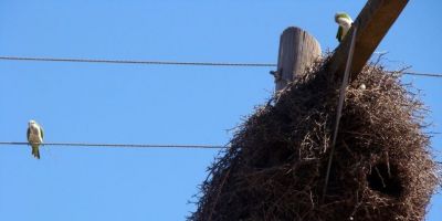 Vereador solicita ações urgentes para retirada de ninhos e reparos na rede elétrica, em Arambaré