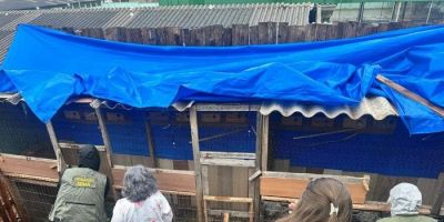 Mais de 750 animais silvestres são apreendidos em grande operação no Brasil