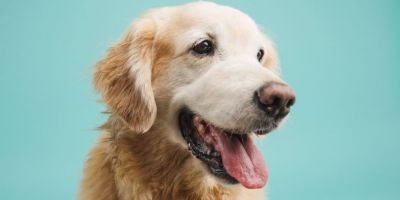 Vereadora camaquense protocola PL contra comércio ilegal de animais