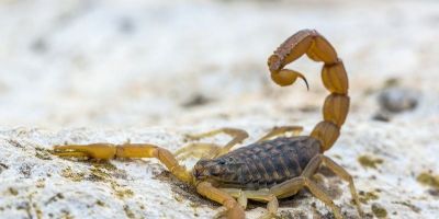 Picada de escorpião em crianças: o que fazer?