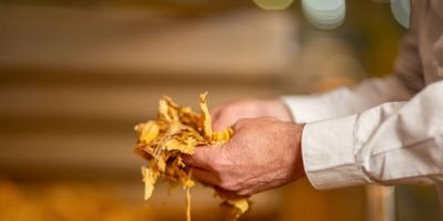 COP 11 - Convenção-Quadro e concorrência global: por que o Brasil precisa se preocupar?