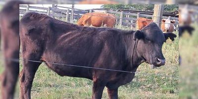 Decrab de Camaquã localiza novilha sem dono na localidade de Monte Castelo