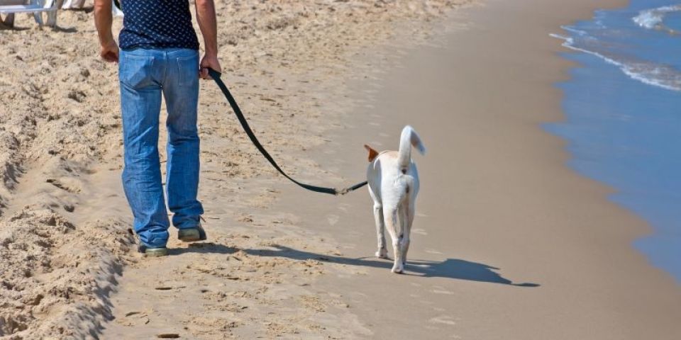 Arambaré quer liberar circulação de pets em trechos específicos da praia