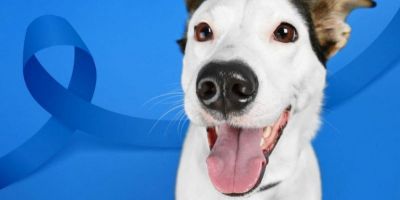 Devo levar meu cão ao veterinário para fazer exame de próstata?