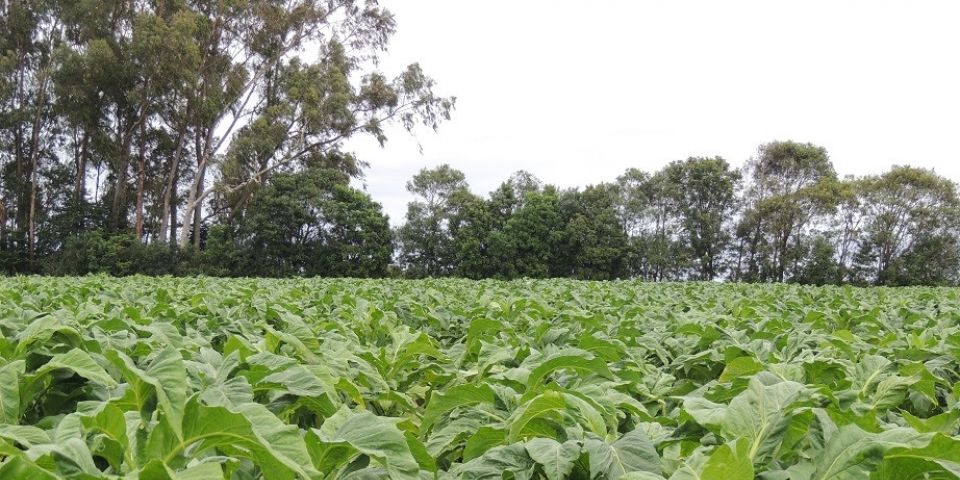 Brasil é o primeiro país do mundo habilitado a certificar tabaco