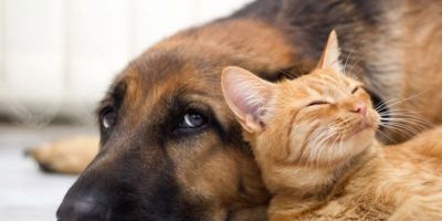 Proposta busca ampliar castrações gratuitas e fortalecer política de proteção animal em Tapes 