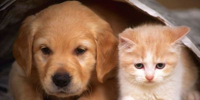 Prefeitura de Arambaré propõe regras mais duras contra maus-tratos de animais