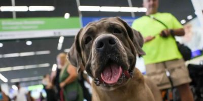 STF suspende lei sobre transporte aéreo de animais de apoio emocional