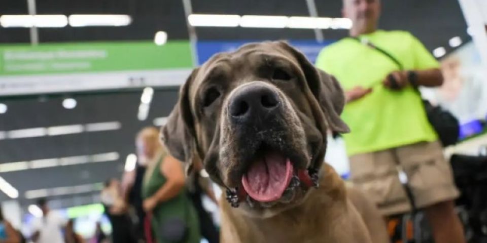 STF suspende lei sobre transporte aéreo de animais de apoio emocional