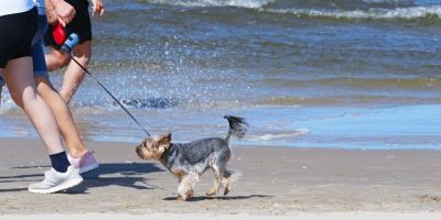 Emenda busca garantir acesso de cães-guia e animais de apoio emocional às praias de Arambaré