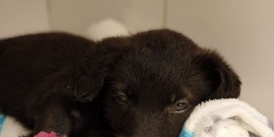 Filhote abandonada em saco luta para voltar a andar 