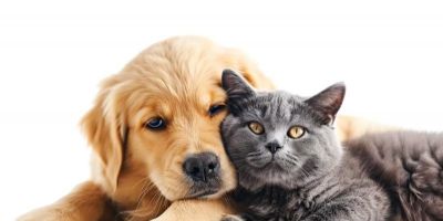 Vereador solicita criação de cadastro municipal de animais em Arambaré