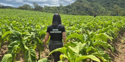 Secretaria da Agricultura realiza inspeção fitossanitária em lavouras de tabaco